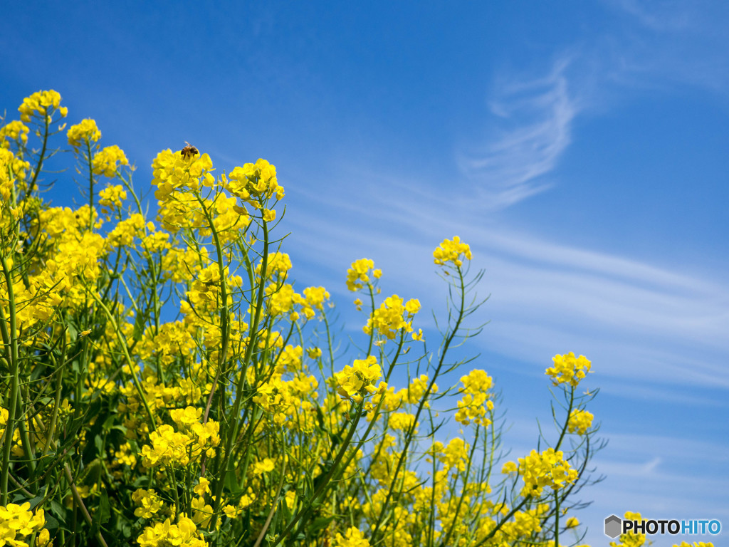 菜の花と青空