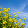 菜の花と青空