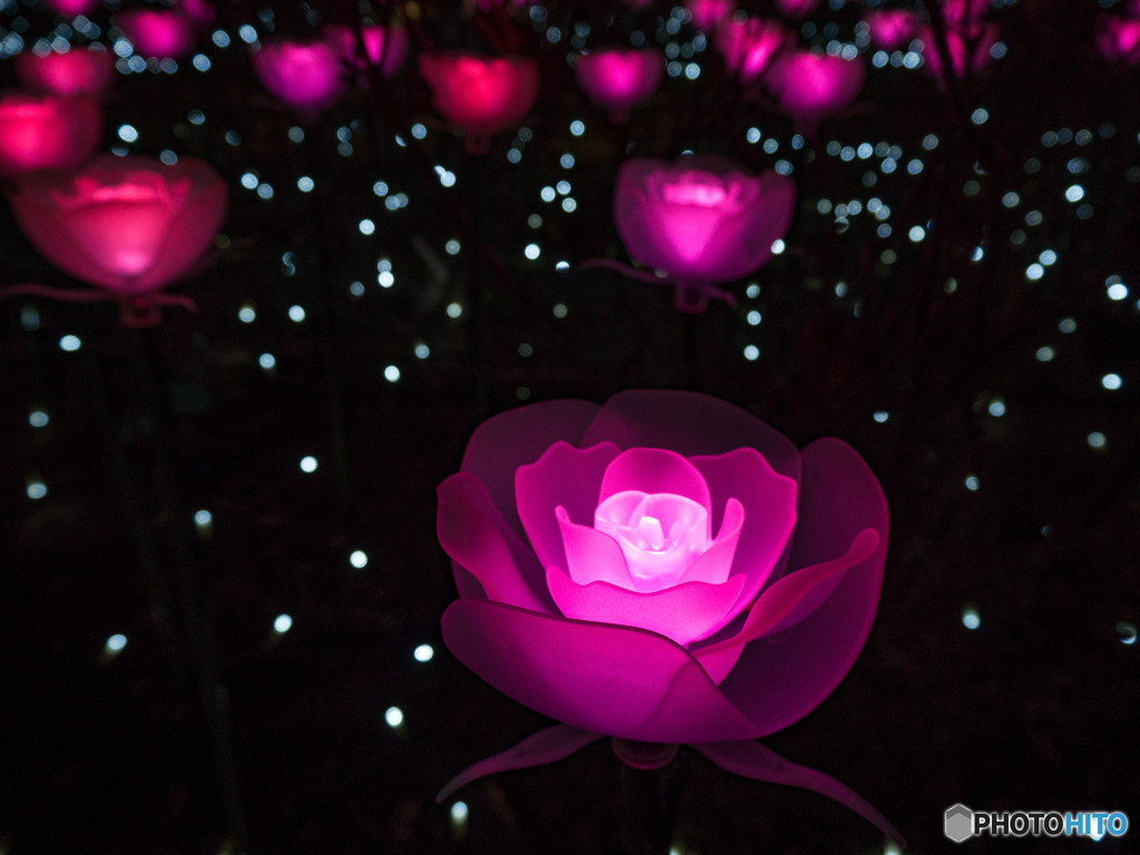 お花