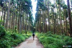 九頭竜の森