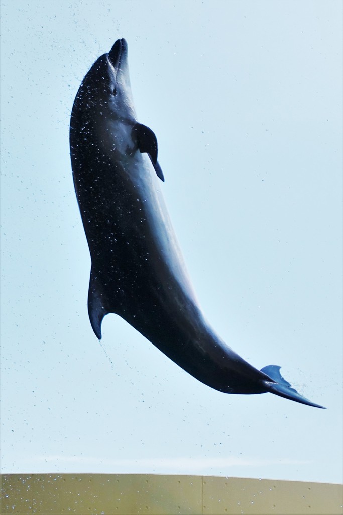 江の島水族館