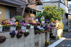塀の花々