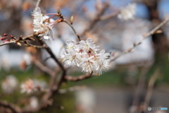 実桜