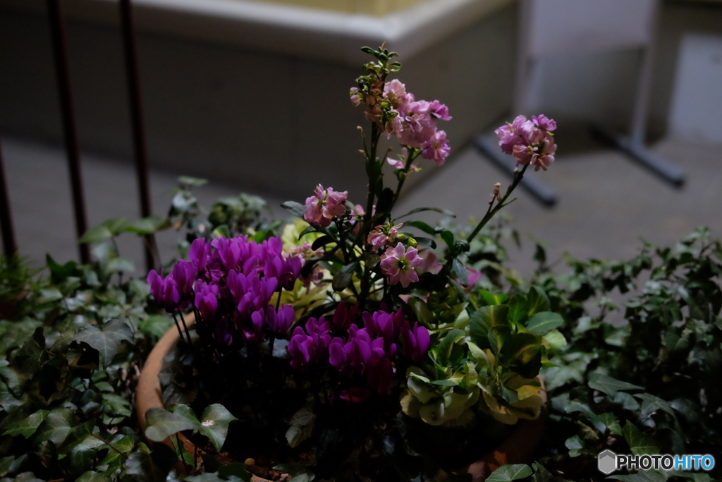 寄せ植え