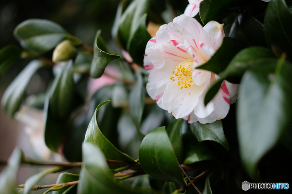 山茶花