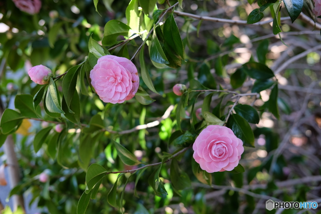 山茶花