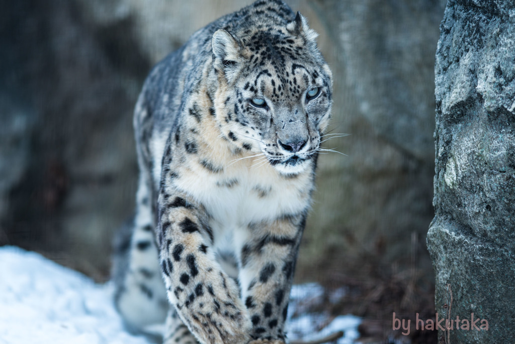 ユキヒョウ  雪豹 多摩動物公園