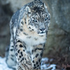 ユキヒョウ  雪豹 多摩動物公園