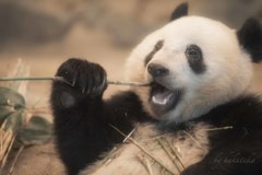 シャンシャン