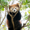 多摩動物園　レッサーパンダ