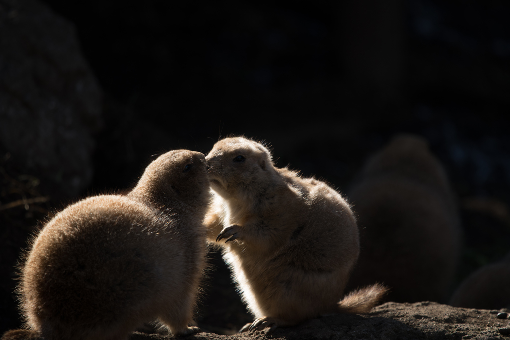 上野動物園