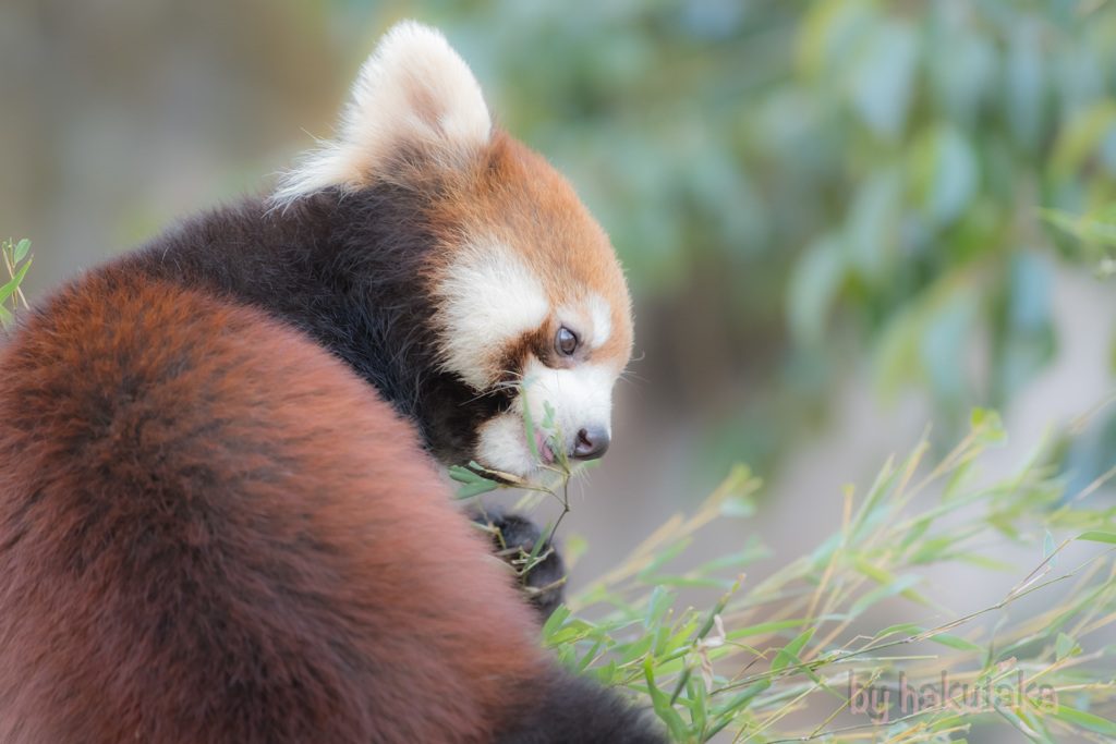 多摩動物園　レッサーパンダ