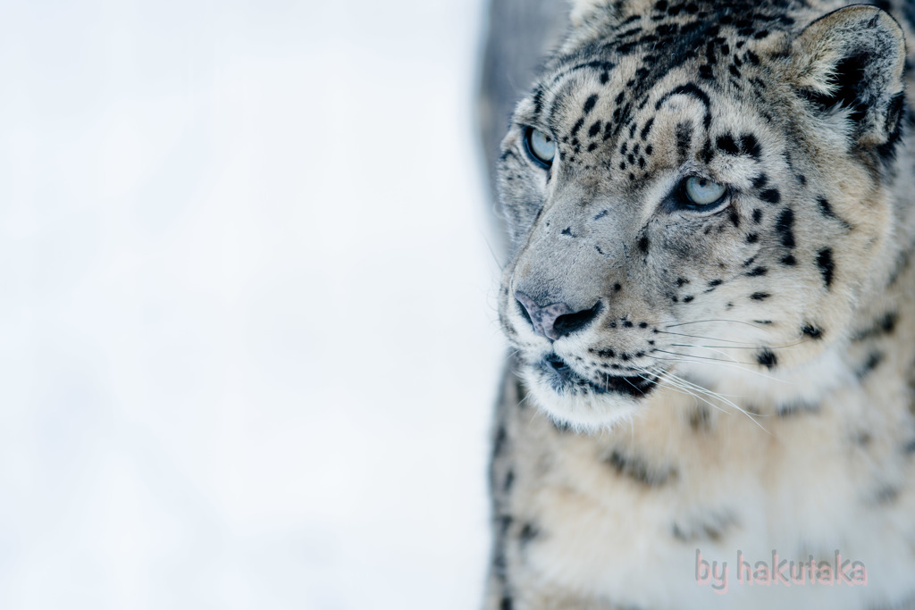 ユキヒョウ　雪豹  多摩動物公園