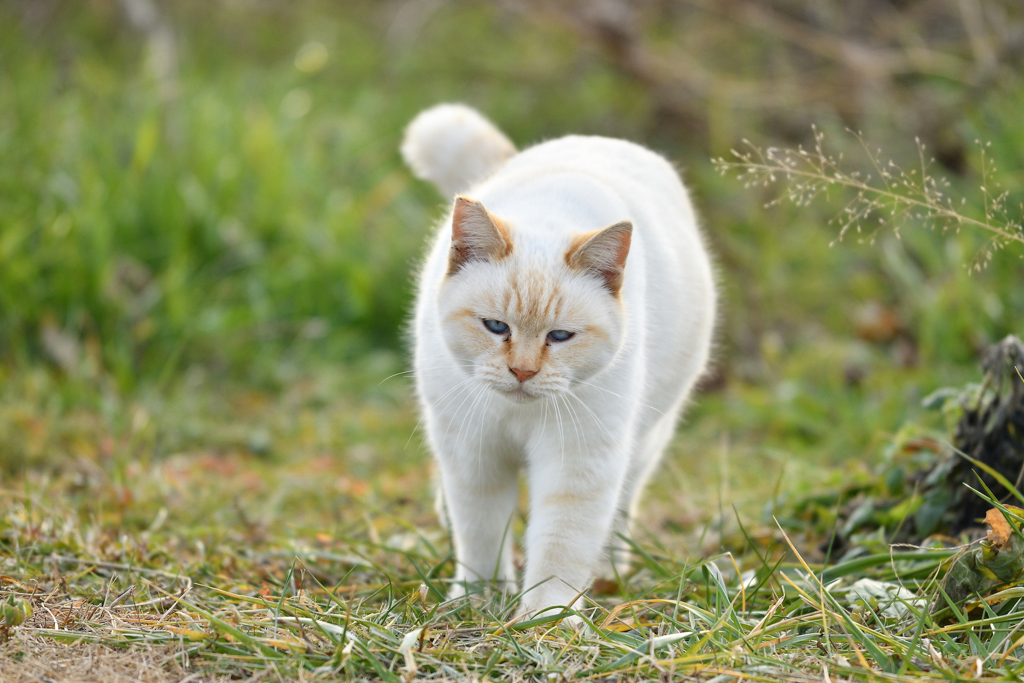 野良猫１