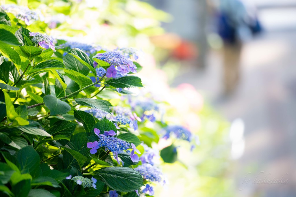 紫陽花