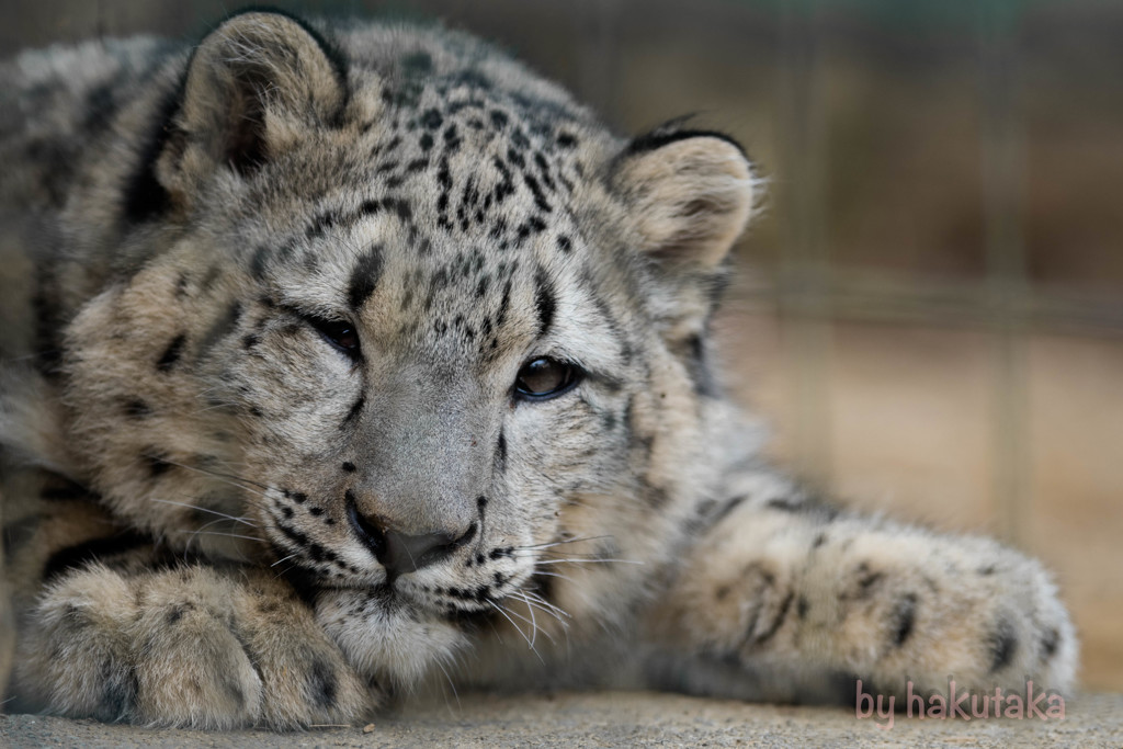 多摩動物公園　ユキヒョウ 