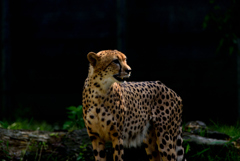 多摩動物公園