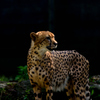 多摩動物公園