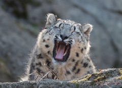 ユキヒョウ  雪豹　多摩動物公園　「フク」