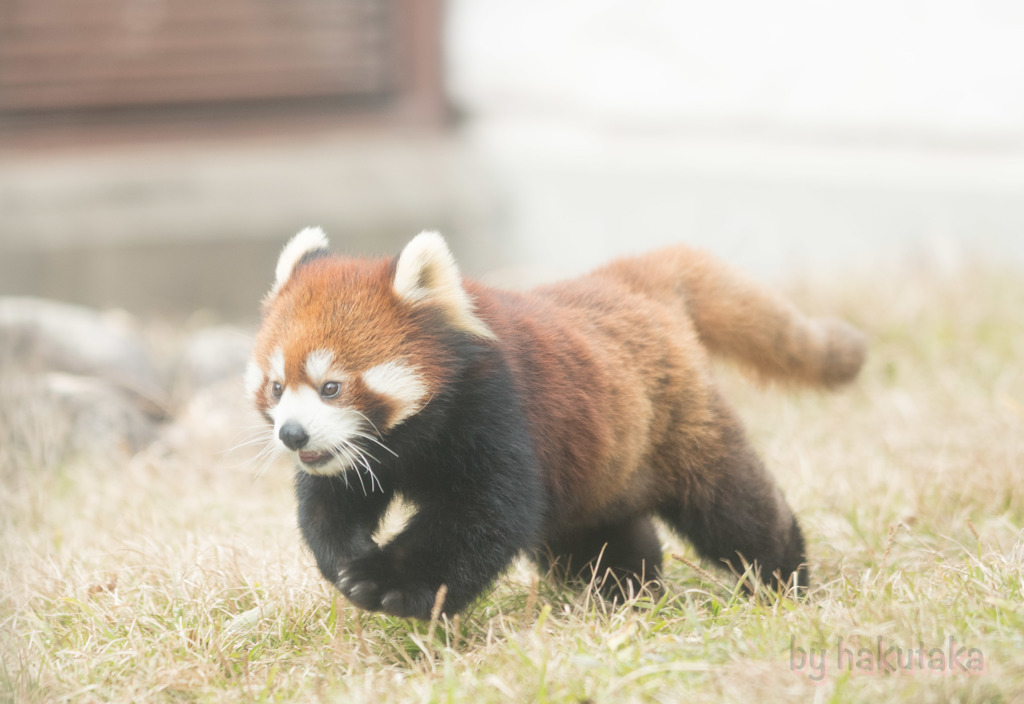 天王寺動物園　レッサーパンダ