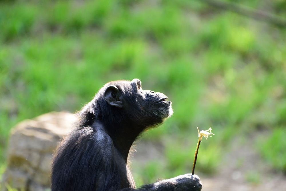 多摩動物公園