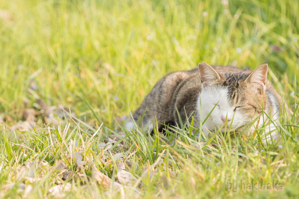 野良猫の昼寝