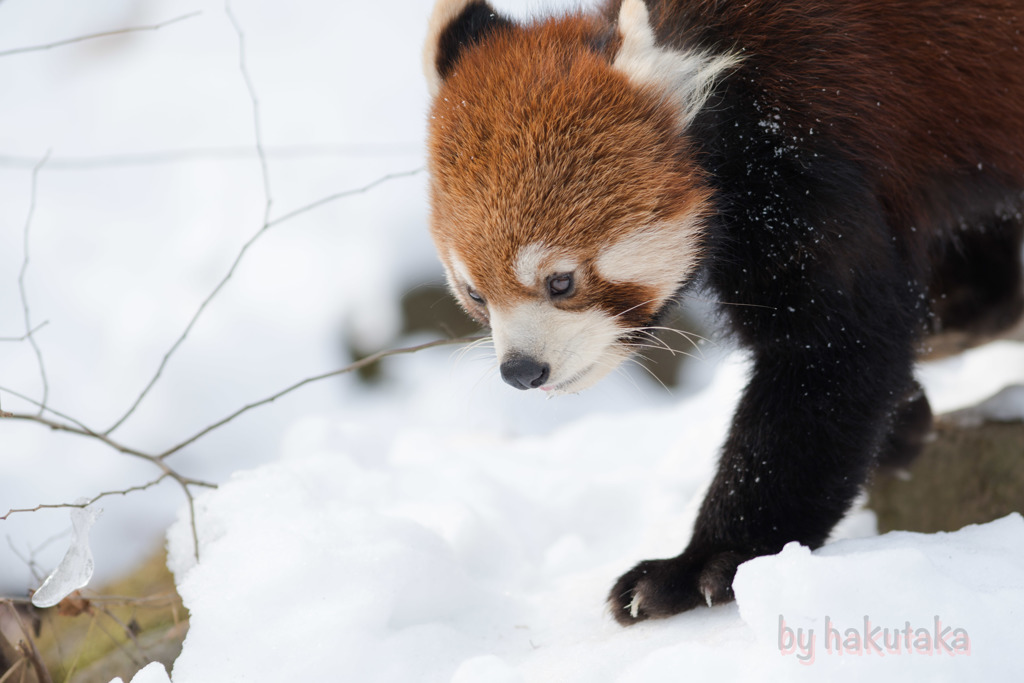 レッサーパンダ　多摩動物公園