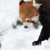 レッサーパンダ　多摩動物公園