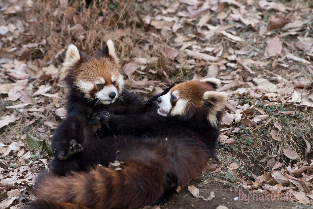 多摩動物園　レッサーパンダ