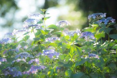 初夏の花