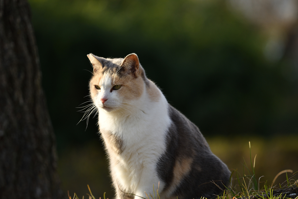 野良猫２