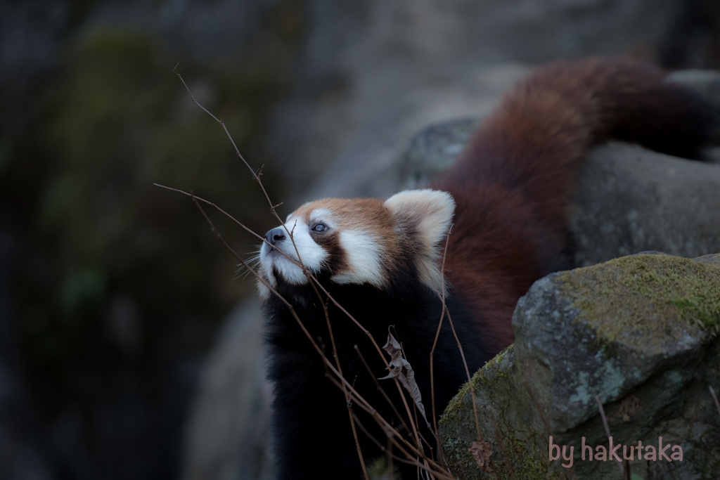 多摩動物園　レッサーパンダ