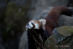 多摩動物園　レッサーパンダ