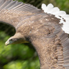 オジロワシ　多摩動物公園