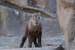 多摩動物園　ゴールデンターキー　「ムツ」