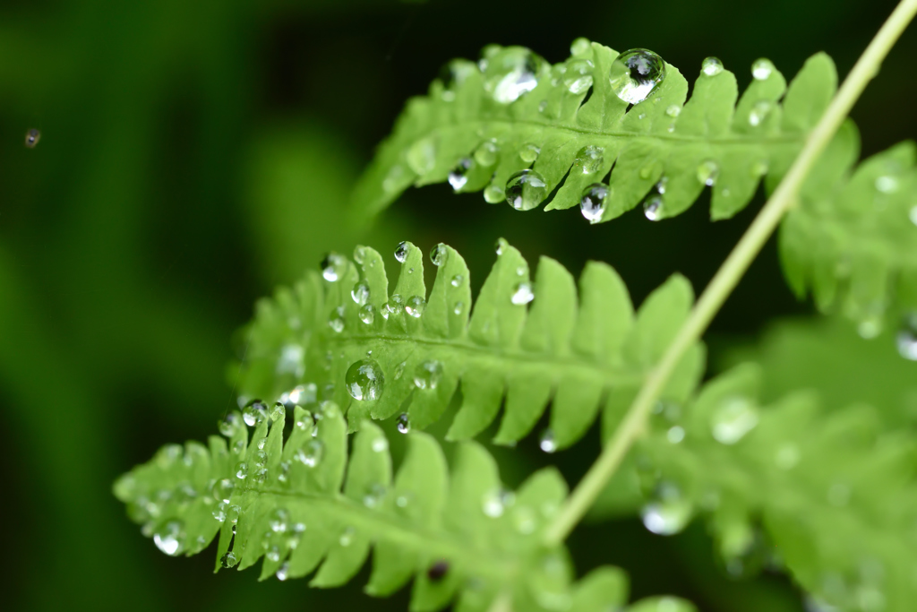 雨上がり