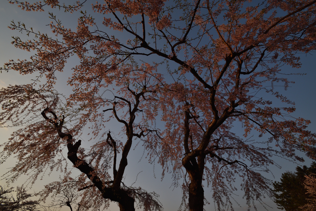 枝垂桜