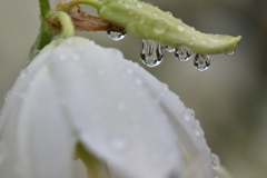 雨上がり