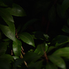 深緑