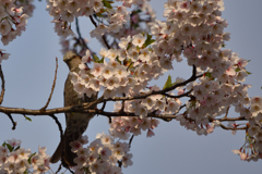 ヒヨドリと桜