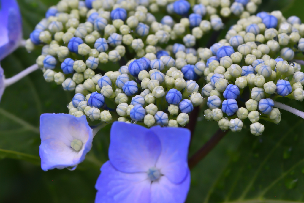 雨上がりの紫陽花