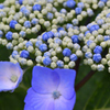 雨上がりの紫陽花