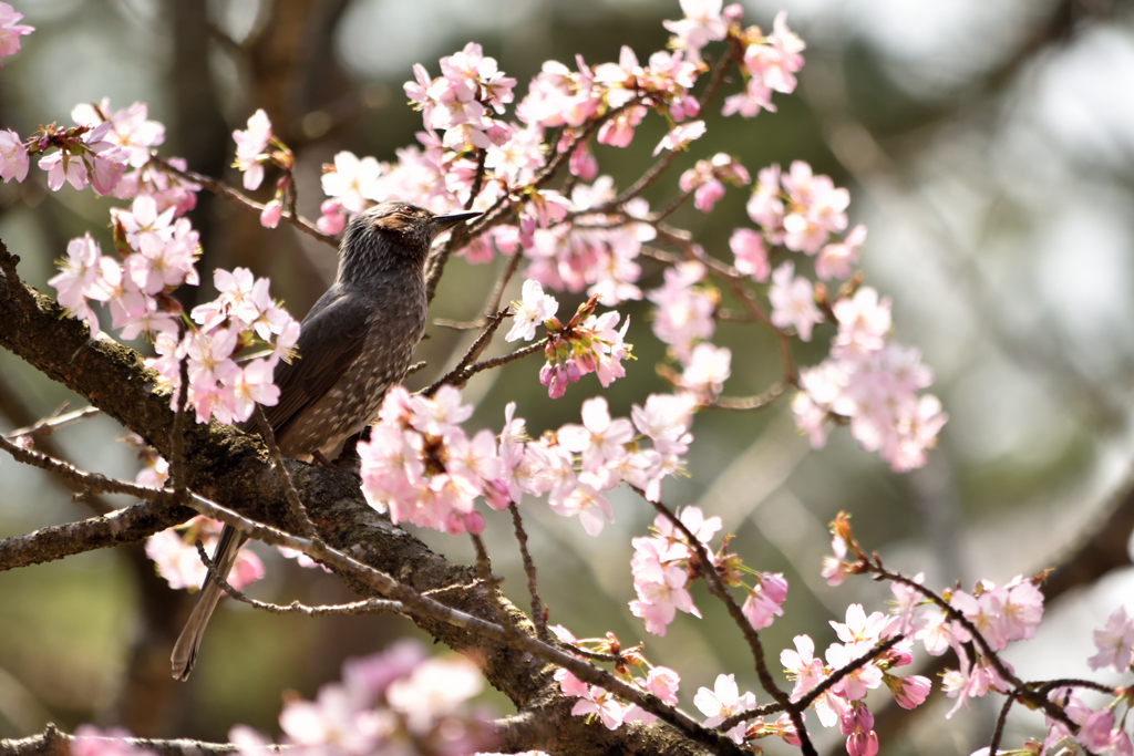 ヒヨドリと桜