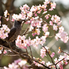 ヒヨドリと桜