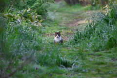 野良猫