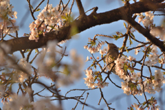 ヒヨドリと桜