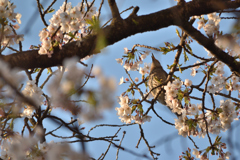 ヒヨドリと桜