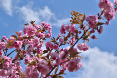 青空と八重桜