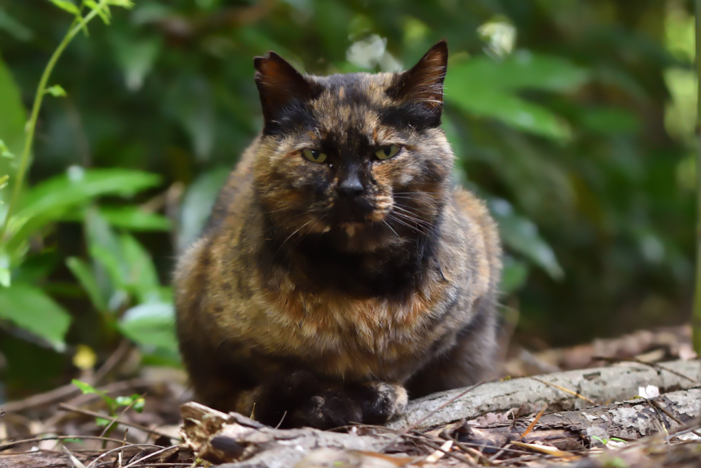 さくら猫