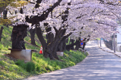 桜並木